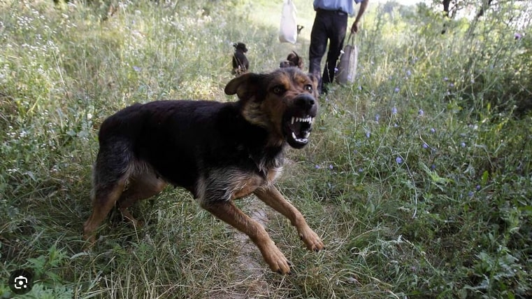 Divagation de chiens sur la voie publique