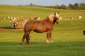 Prévention de lutte contre les vols de chevaux