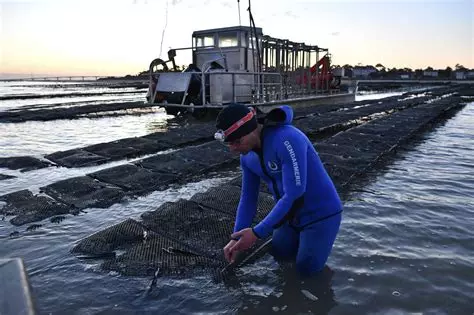 Vigilance : Vol de coquillages sur les exploitations ostréicoles et conchylicoles à l’approche des fêtes